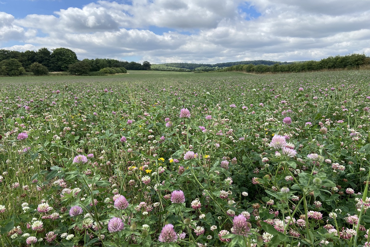 Field of clover